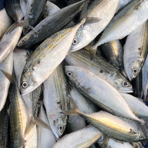 Dried fish exporter in Gujarat, India